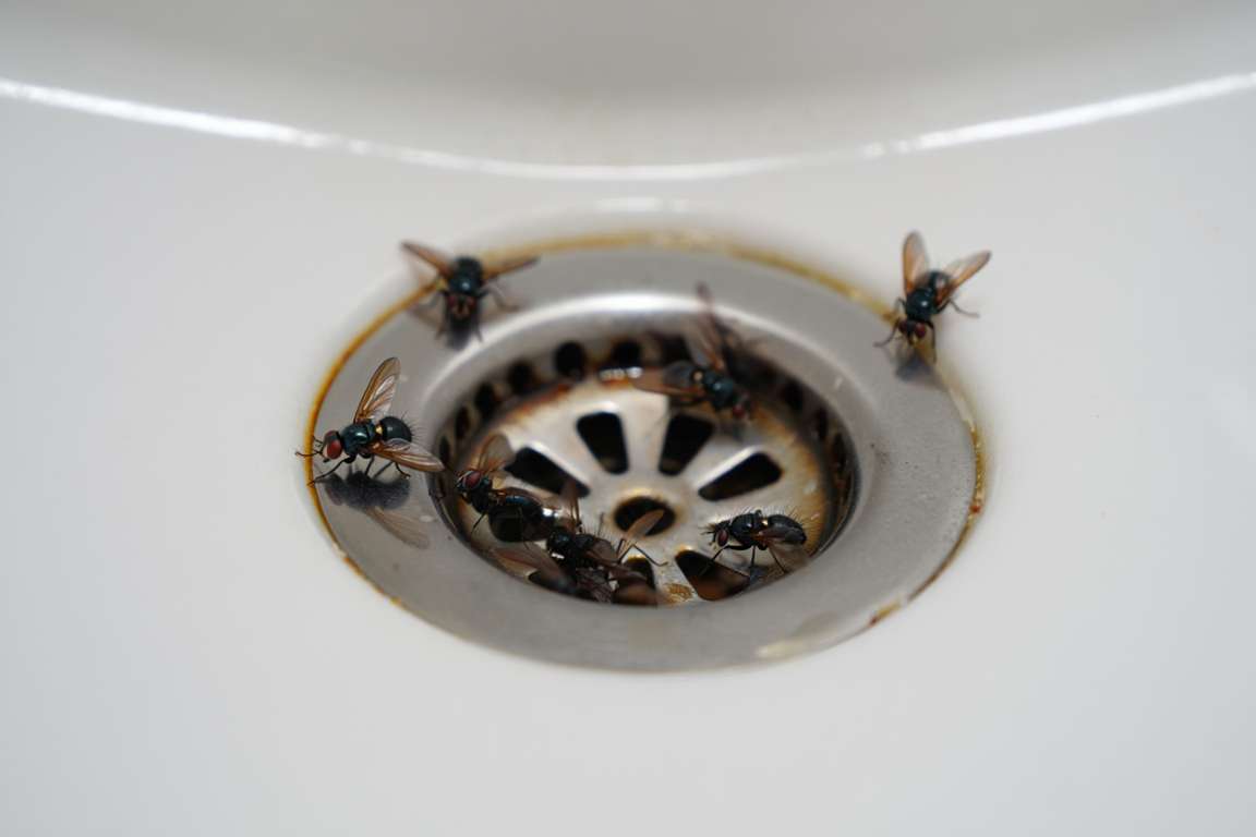 Comment se débarrasser des insectes dans les canalisations 